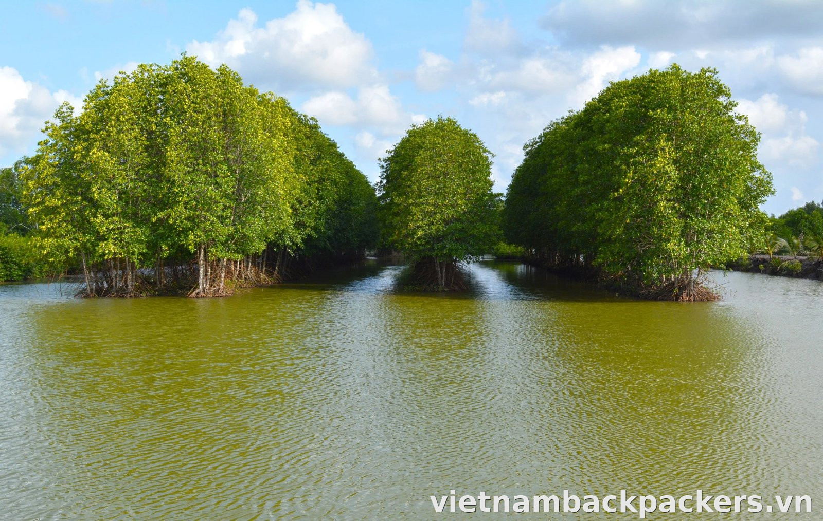 Rừng ngập mặn tại Mũi Cà Mau