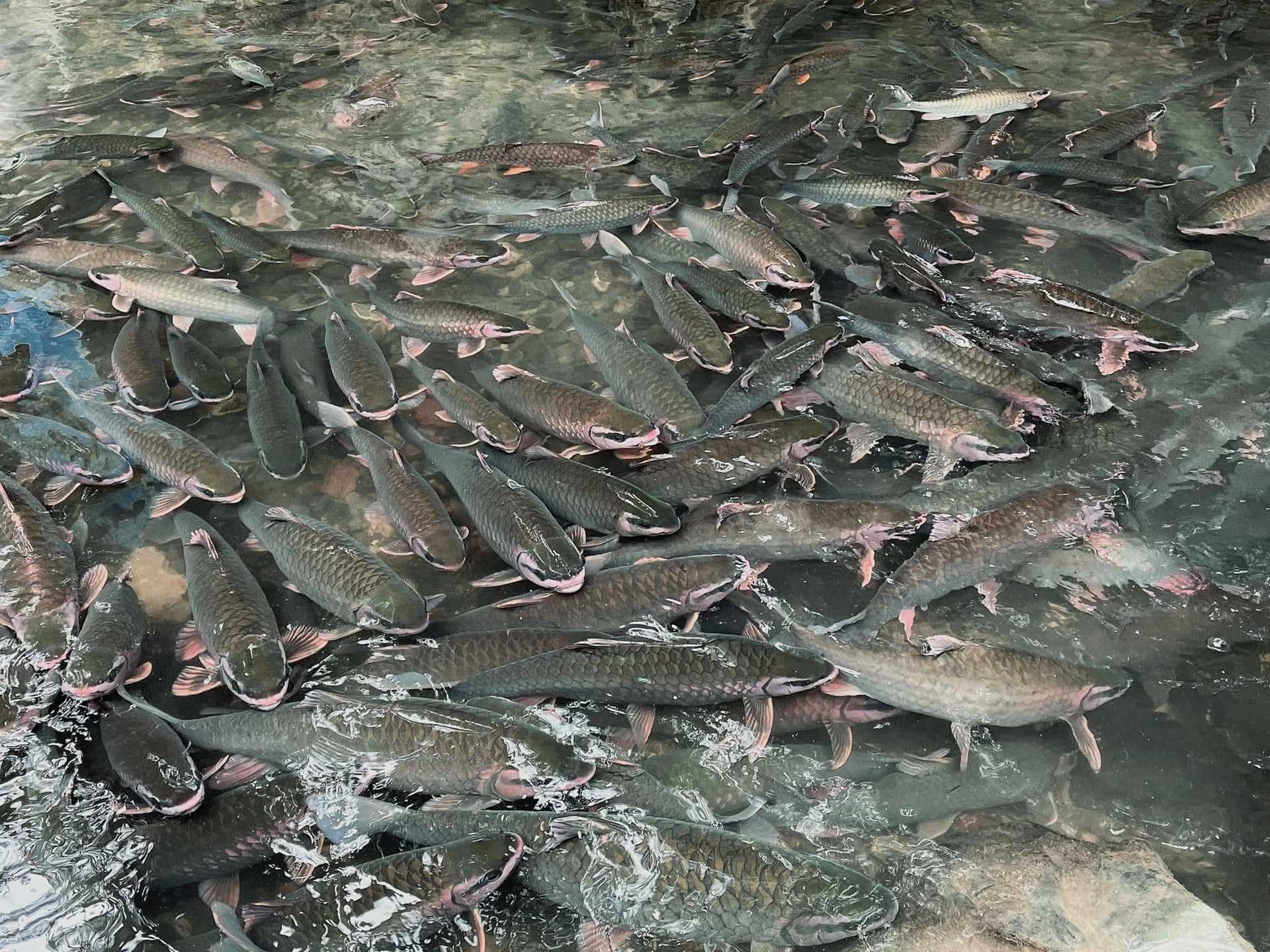 Suối cá thần Cẩm Thuỷ